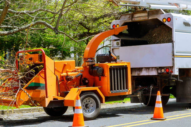 Best Firewood Processing and Delivery  in Clayton, AL