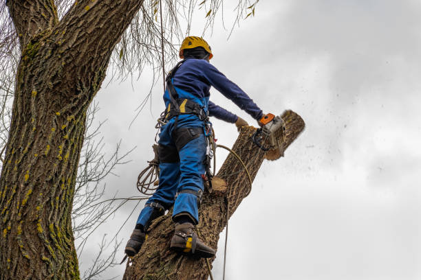 Best Storm Damage Tree Cleanup  in Clayton, AL