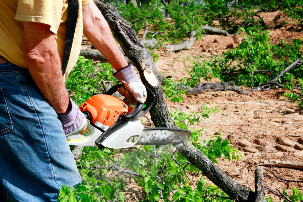 Best Soil Testing and Treatment  in Clayton, AL